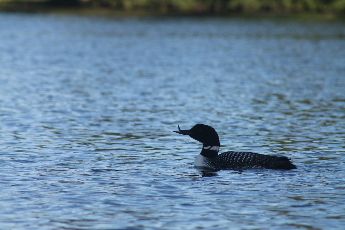 Plongeon huard - ML108096461