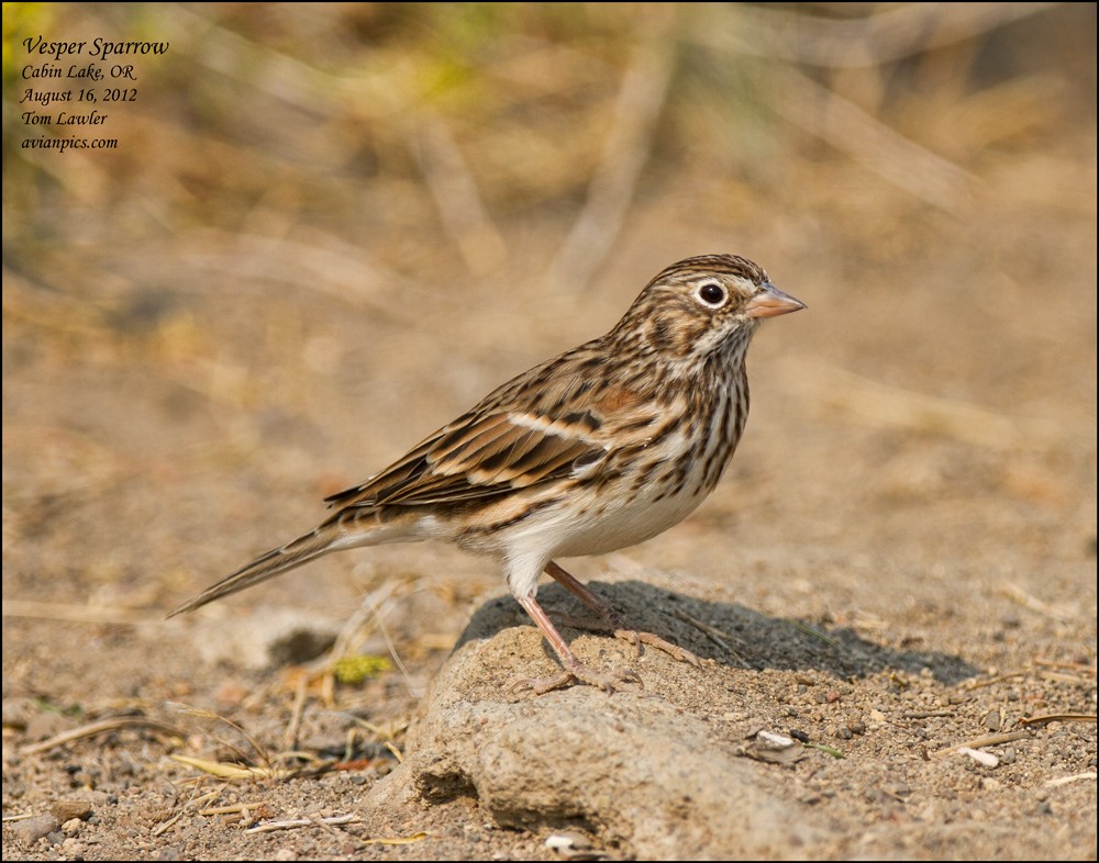 Vesper Sparrow - Tom Lawler