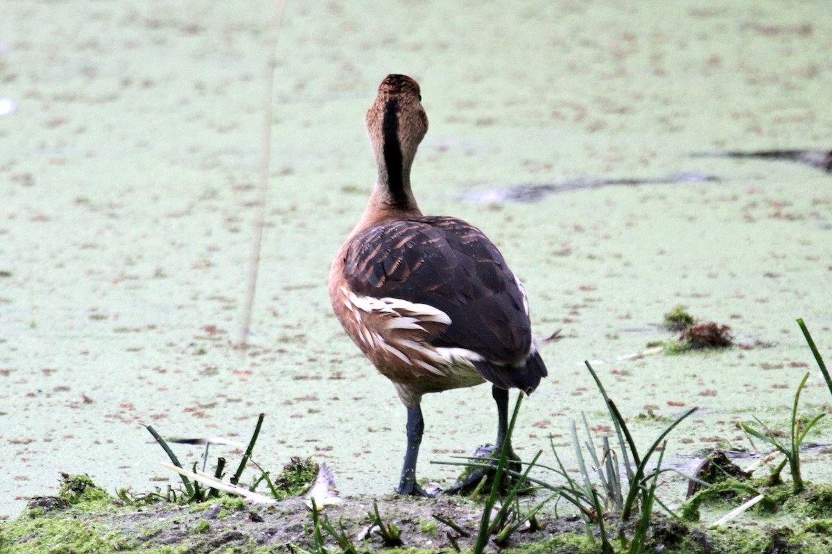 Fulvous Whistling-Duck - ML108097441