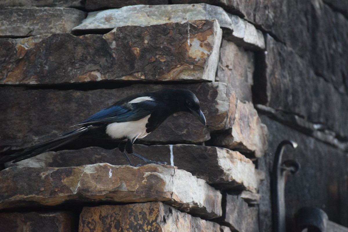 Black-billed Magpie - ML108099371