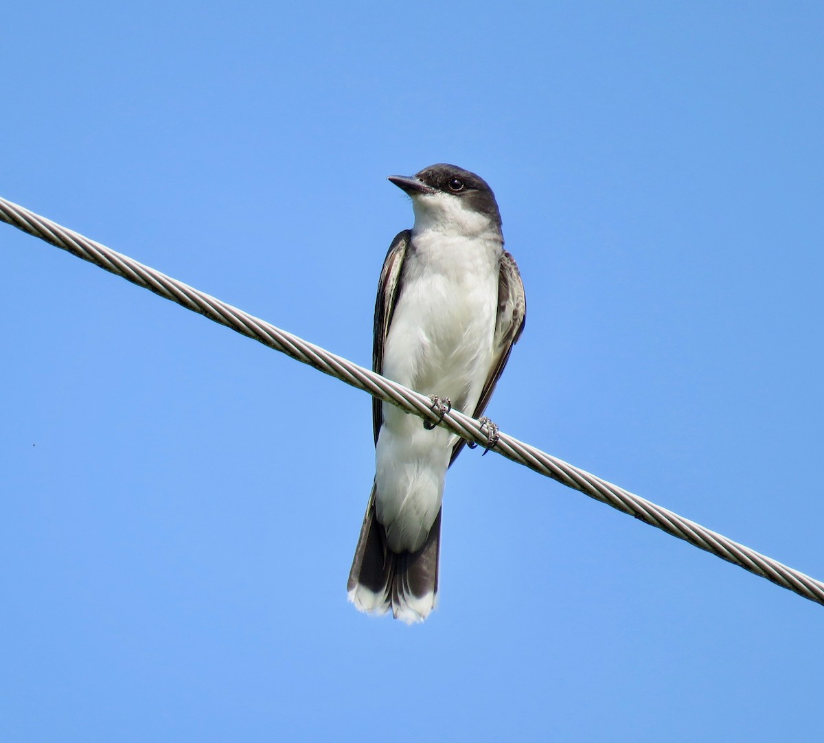 Eastern Kingbird - ML108099831