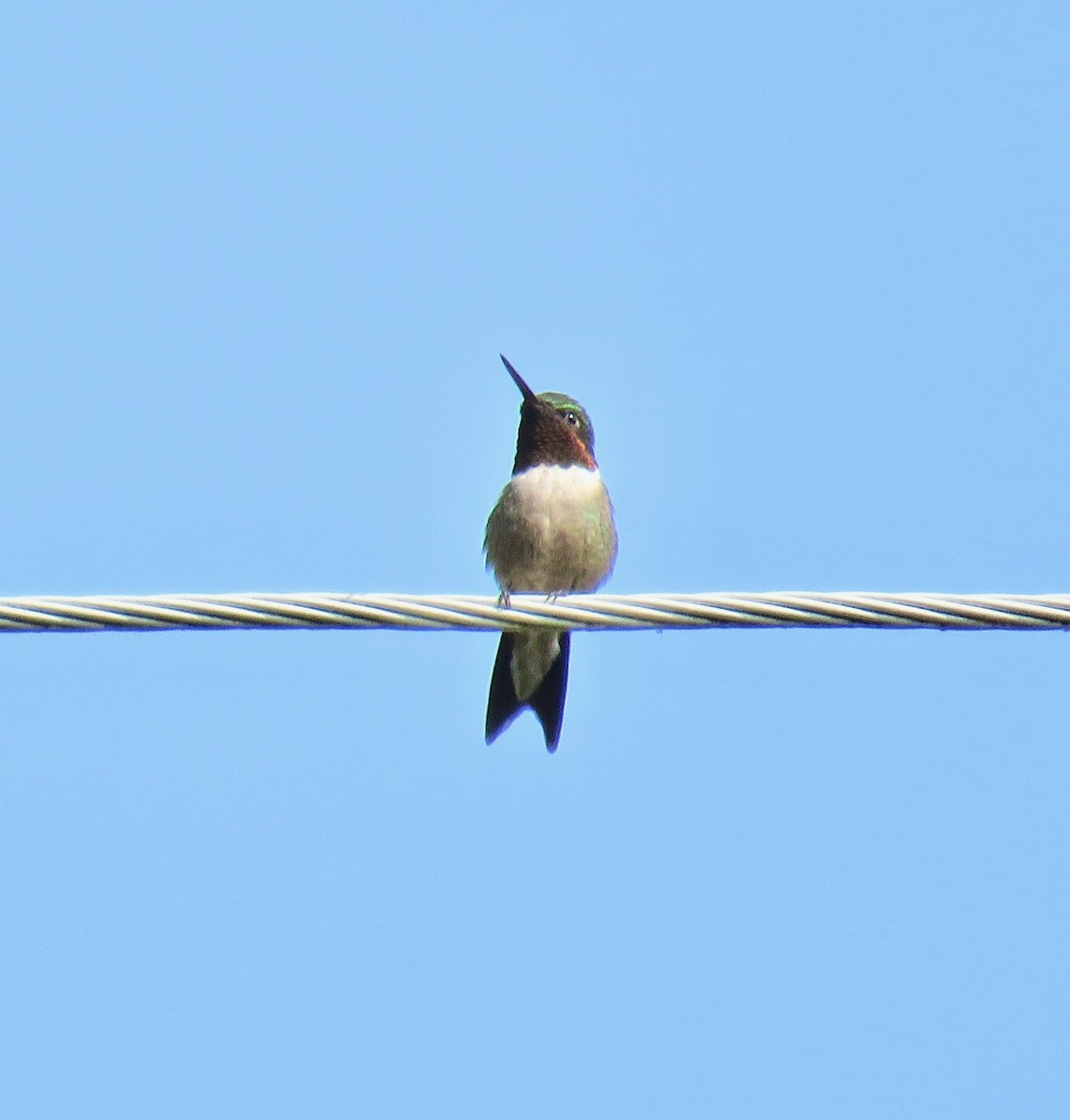 Yakut Boğazlı Kolibri - ML108100081