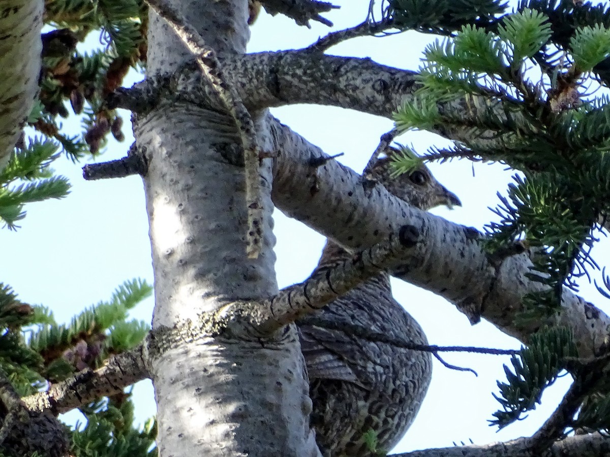 Sooty Grouse - ML108101241