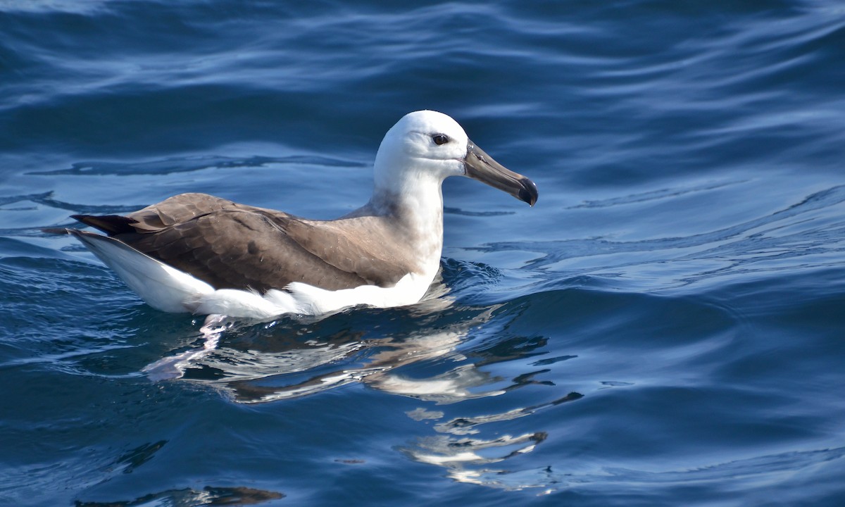 albatros černobrvý - ML108104511