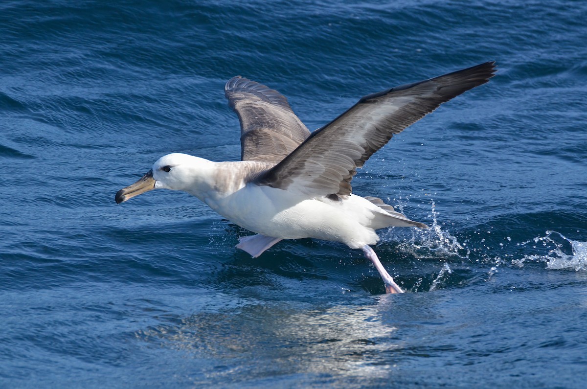 albatros černobrvý - ML108104871