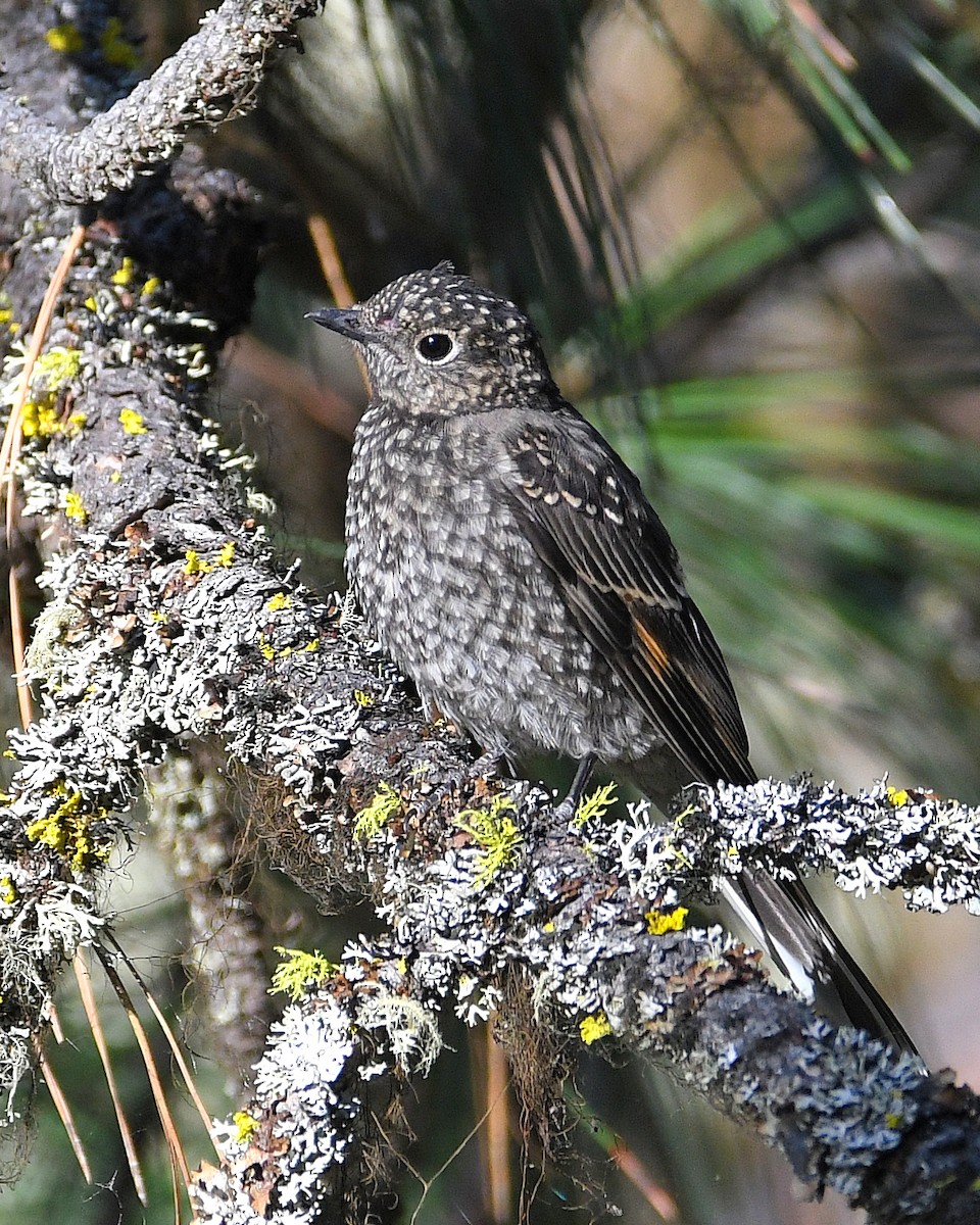 Townsend's Solitaire - ML108105011