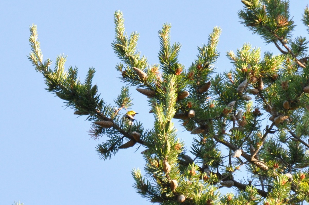 Black-throated Green Warbler - ML108107261