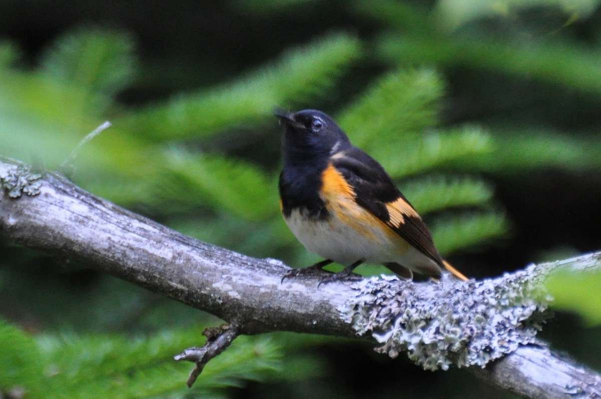 American Redstart - ML108107311