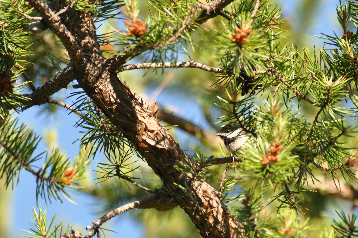 Black-capped Chickadee - ML108107361