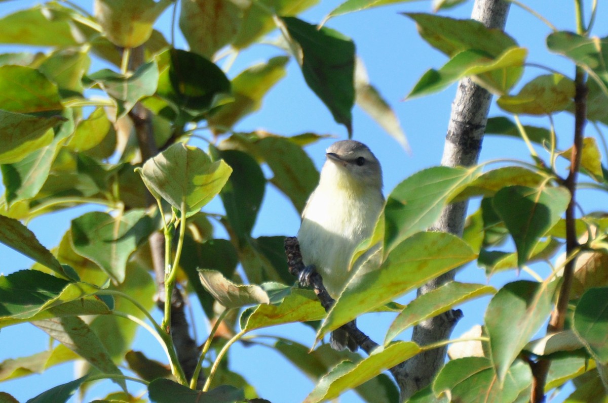 Warbling Vireo - ML108107381