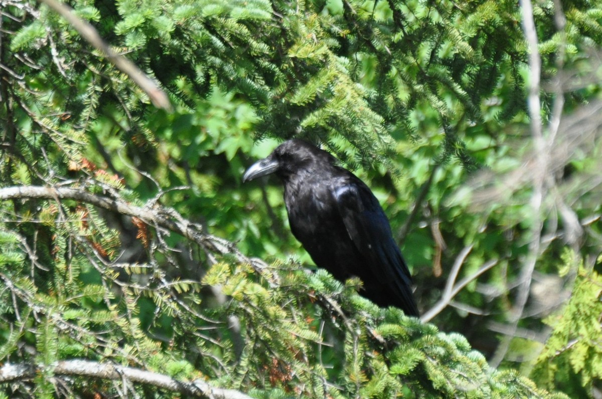 Common Raven - ML108107691