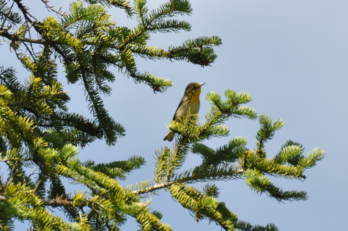 Blackburnian Warbler - ML108107751