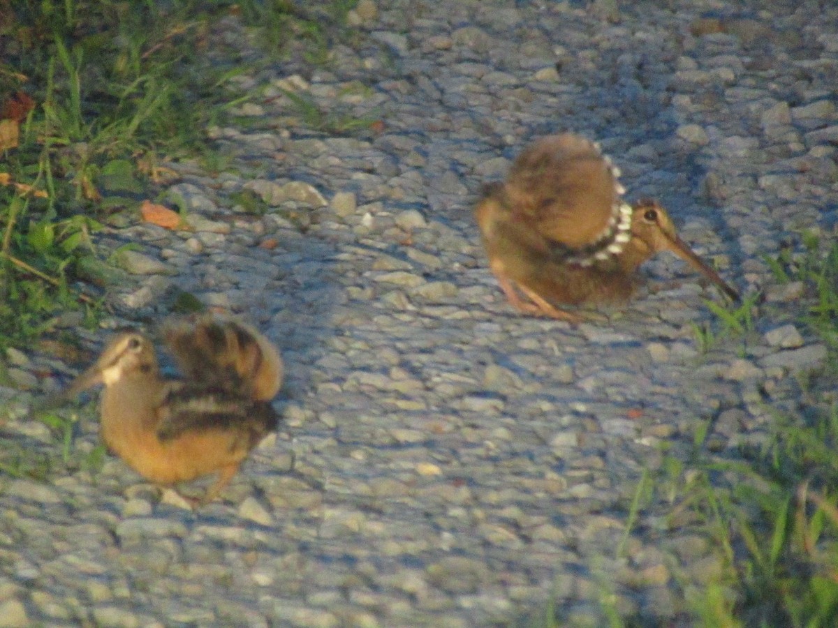 American Woodcock - ML108109101