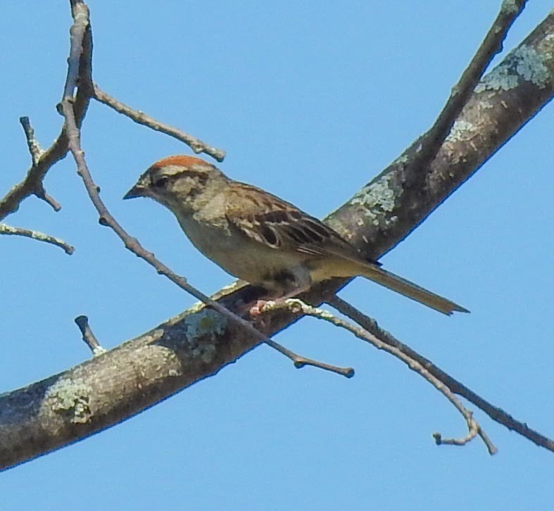 Chipping Sparrow - ML108110821