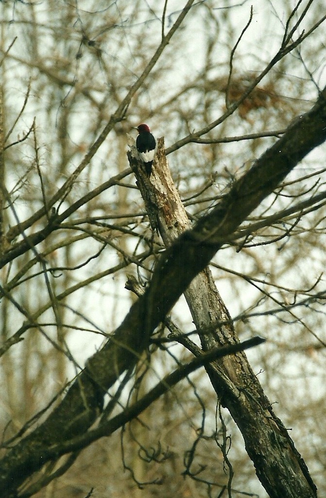 Red-headed Woodpecker - Scott Johnson