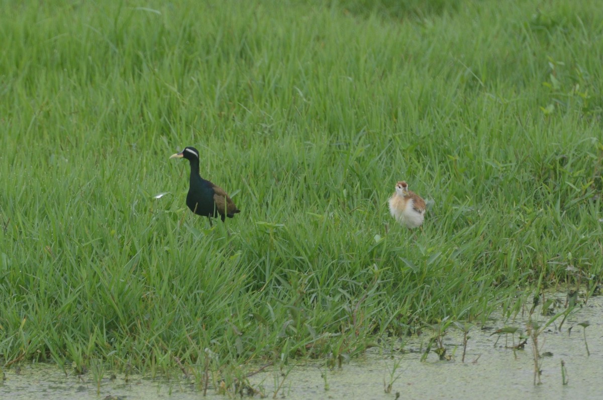 Bronze-winged Jacana - Dirk Tomsa