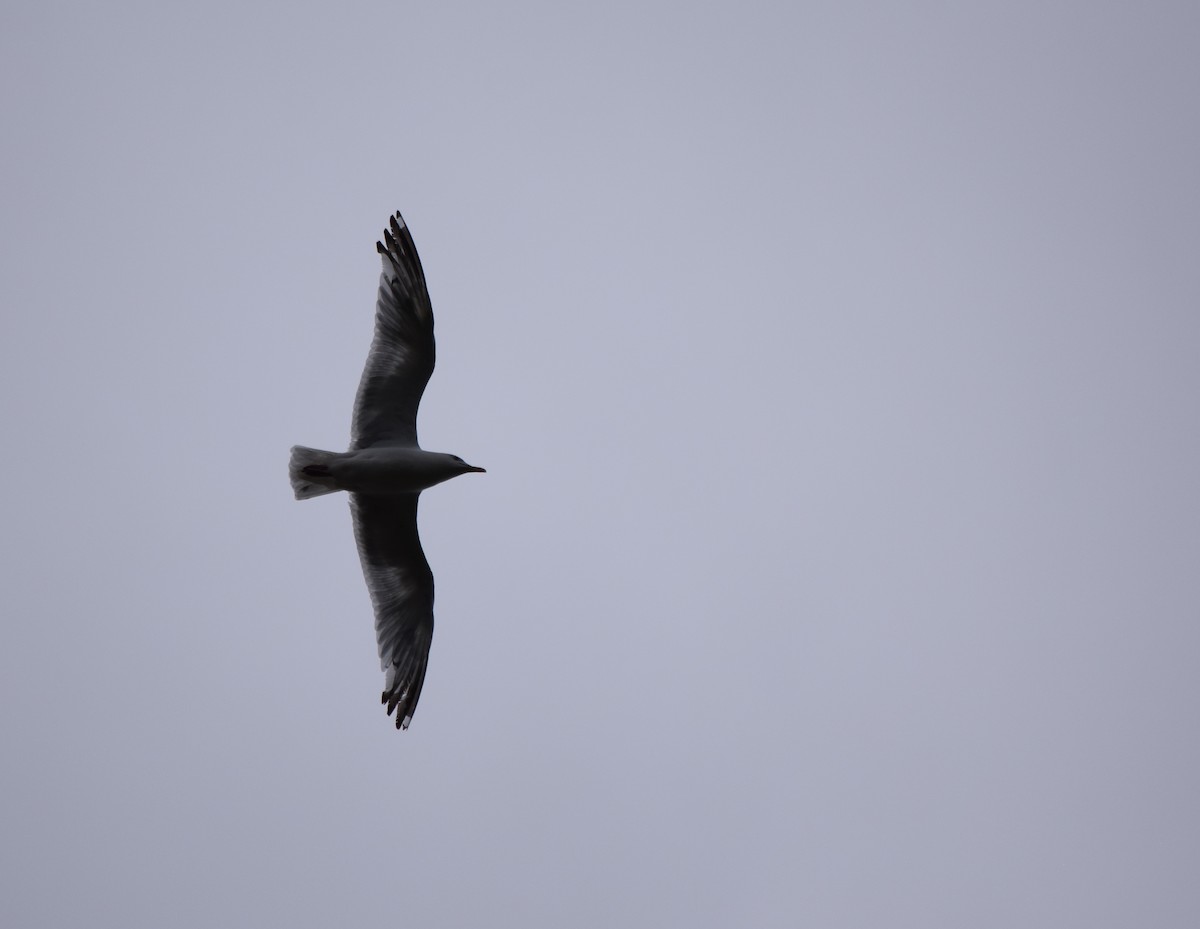 Herring Gull (American) - Gregory Bryan