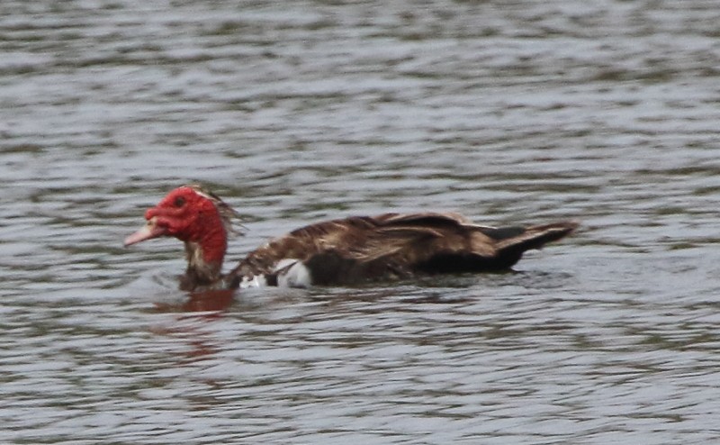 Pato Criollo x Ánade Azulón (híbrido) - ML108116081