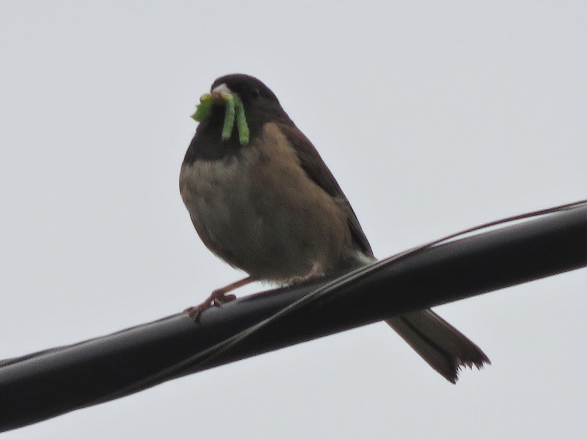 Dark-eyed Junco (Oregon) - ML108116991