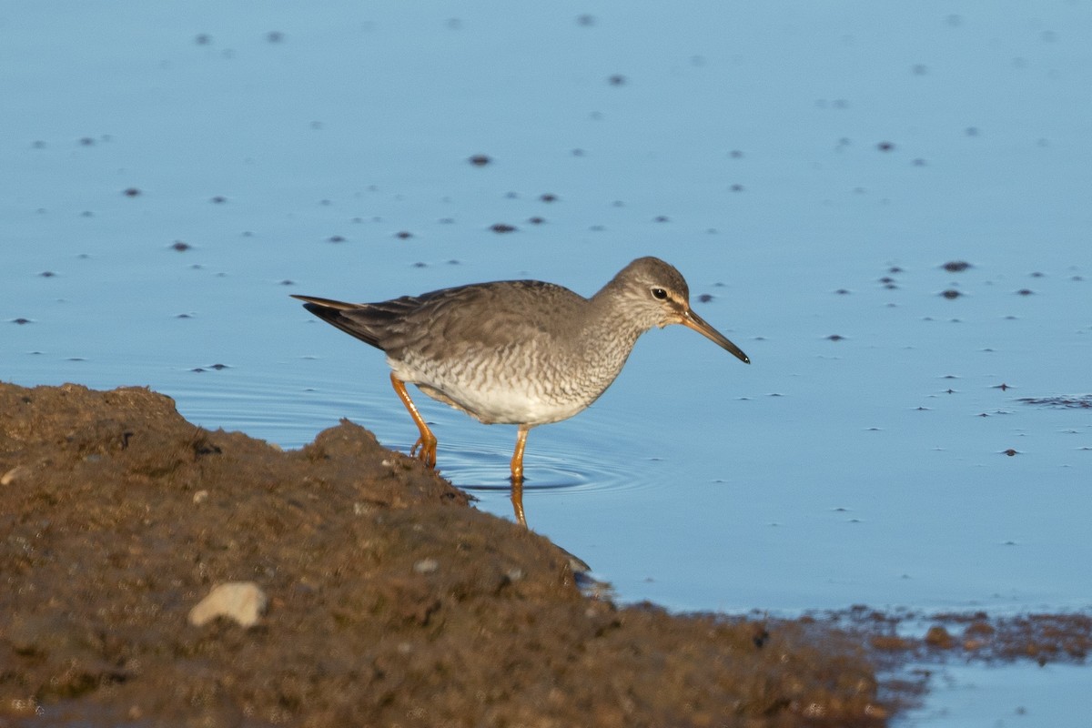 Gray-tailed Tattler - Cory Gregory