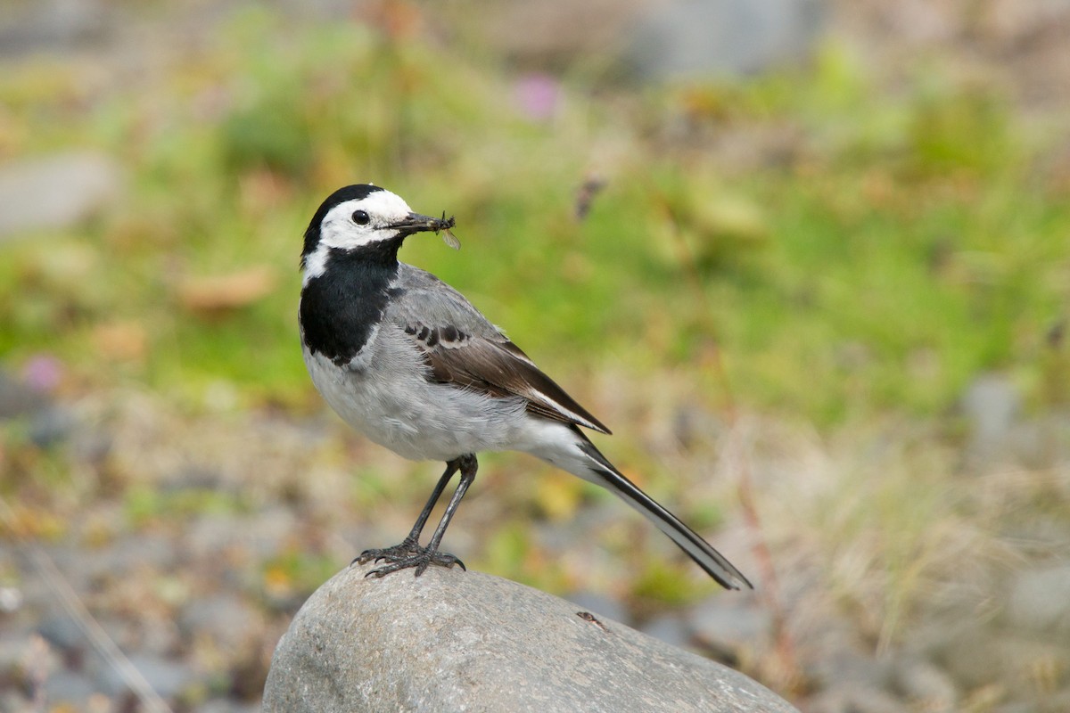 White Wagtail - Bob Dunlap