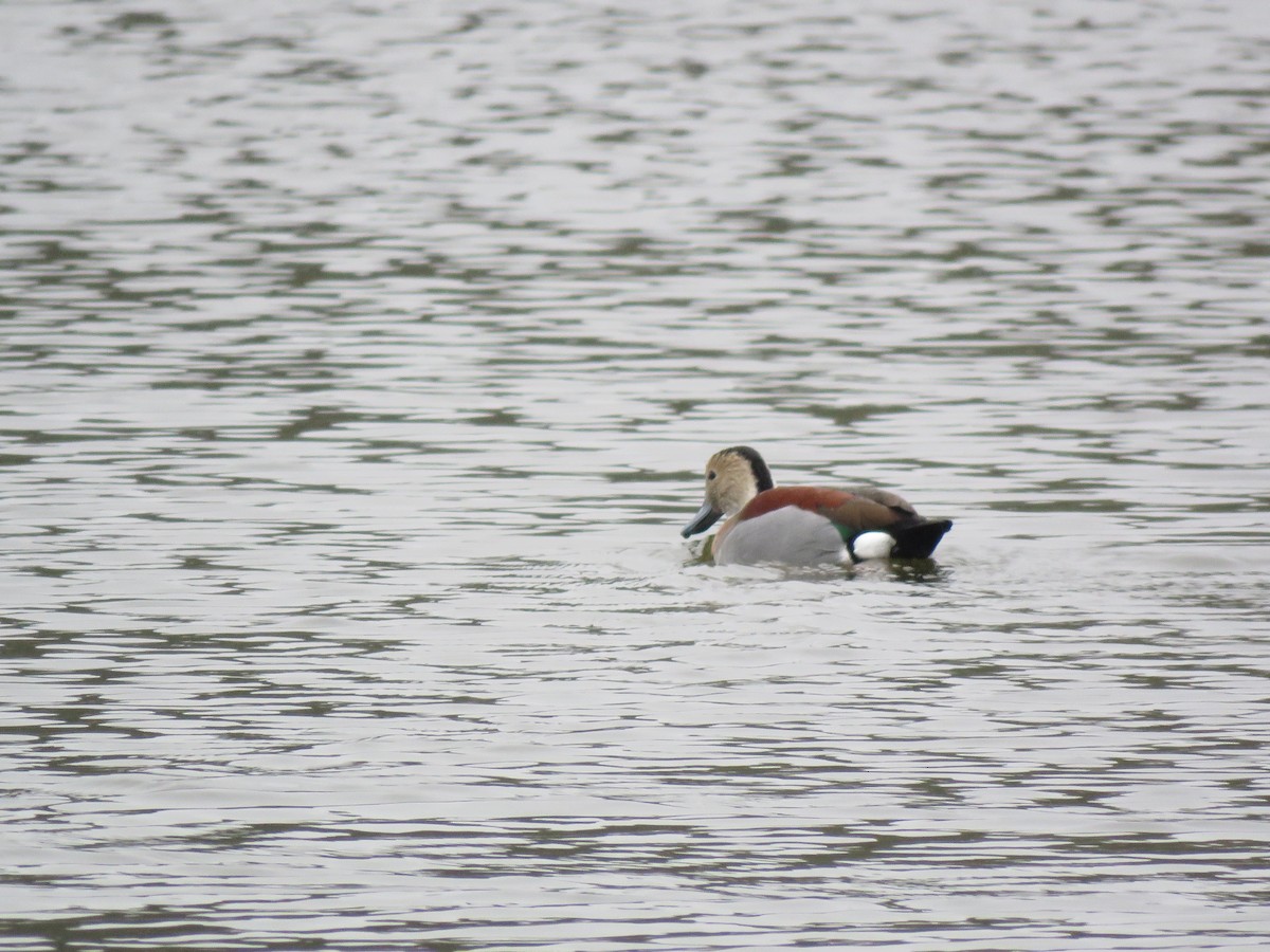 Pato Acollarado - ML108118511