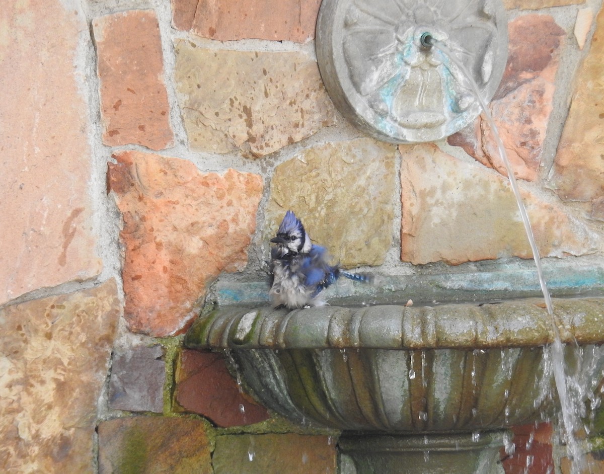 Blue Jay - ML108118721