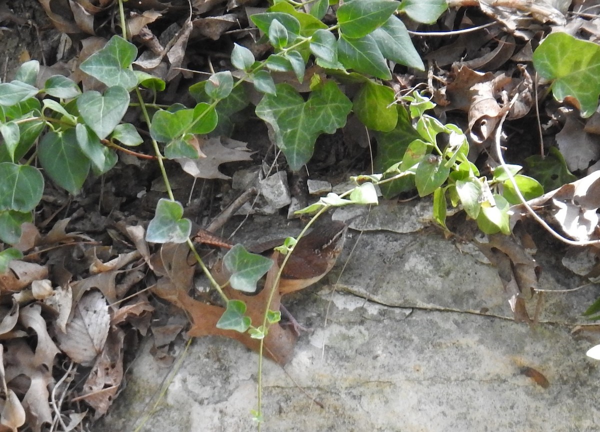 Carolina Wren - ML108118901