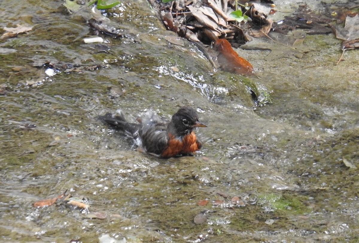 American Robin - ML108119111