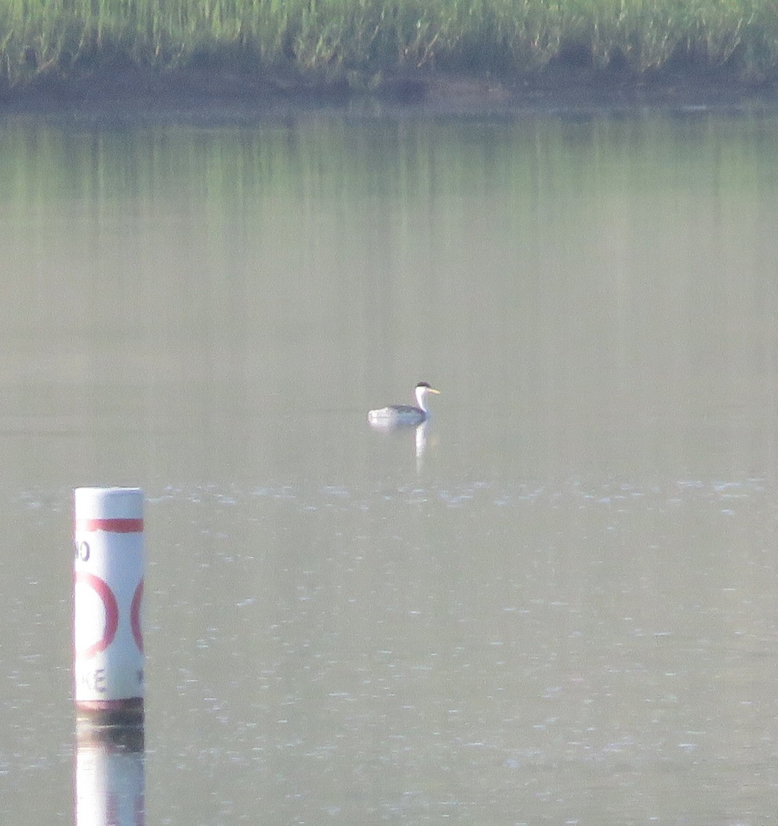 Clark's Grebe - ML108119331