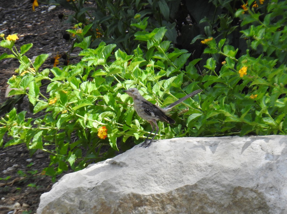 Northern Mockingbird - ML108119401