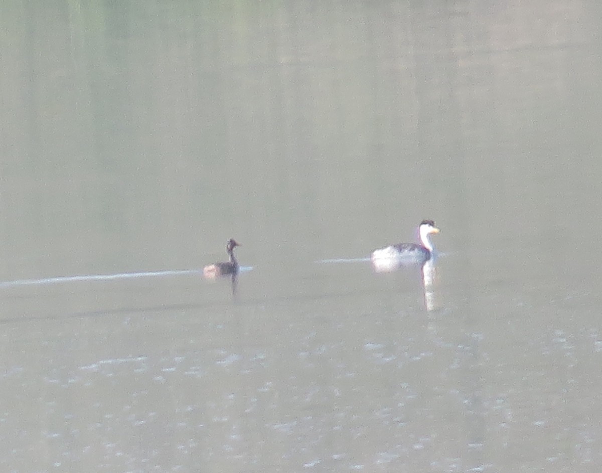 Eared Grebe - ML108119421