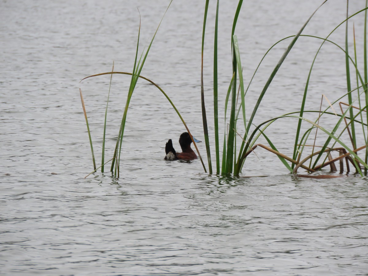 Andean Duck - ML108119571