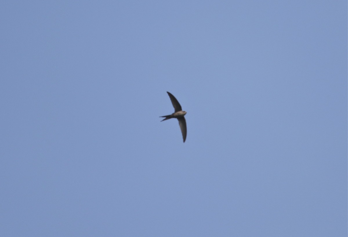 African Palm Swift - ML108119961