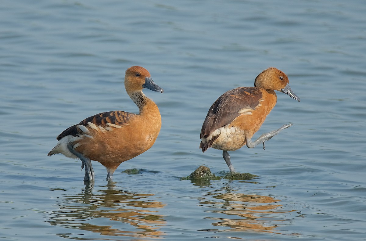 Fulvous Whistling-Duck - ML108120901