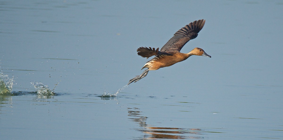 Fulvous Whistling-Duck - ML108120911