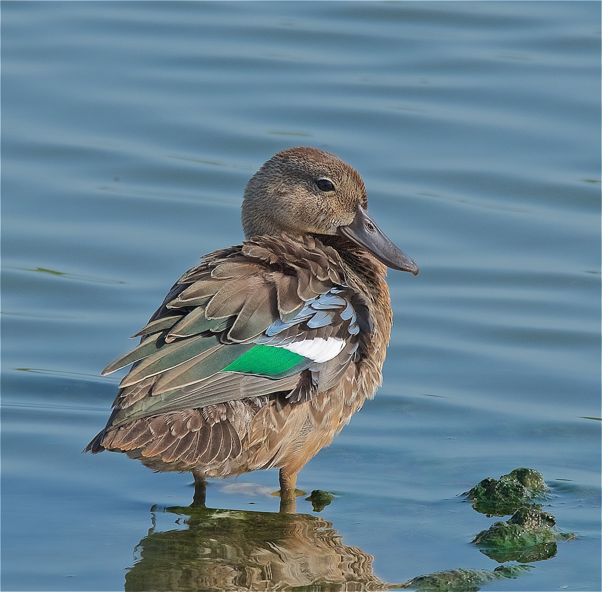 Blue-winged Teal - ML108120981