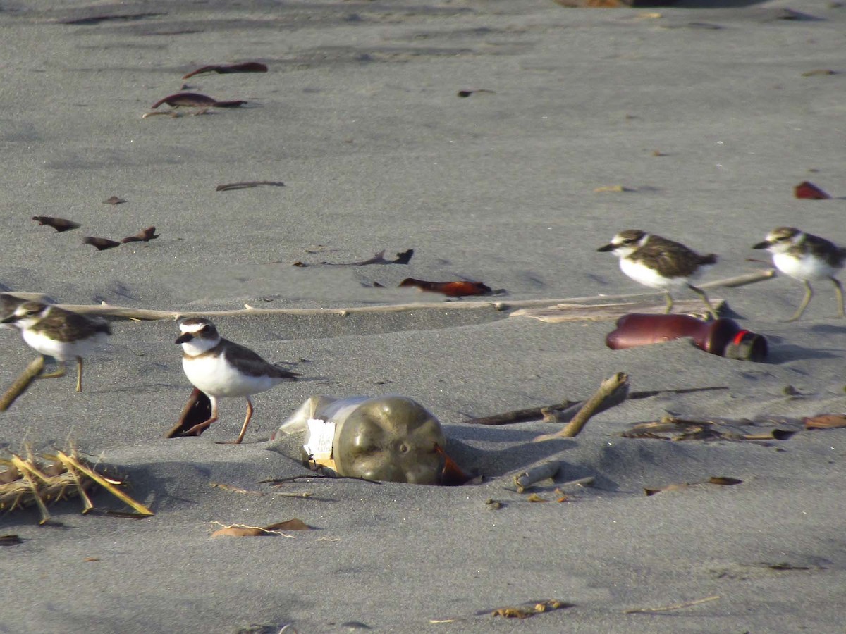 Wilson's Plover - ML108122251