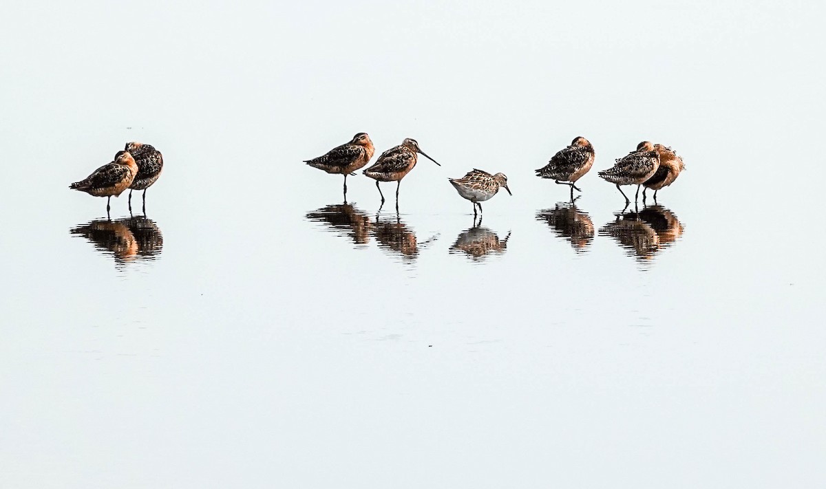 Short-billed Dowitcher - Doreen LePage