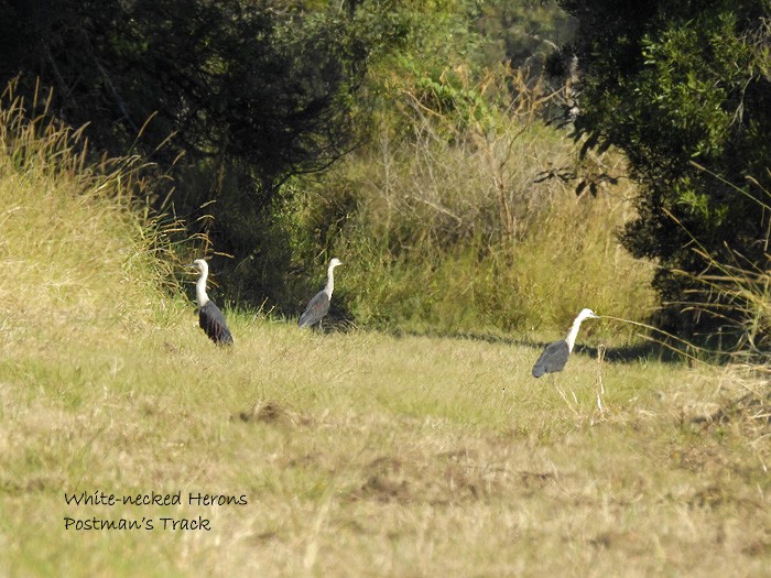 Pacific Heron - ML108123131