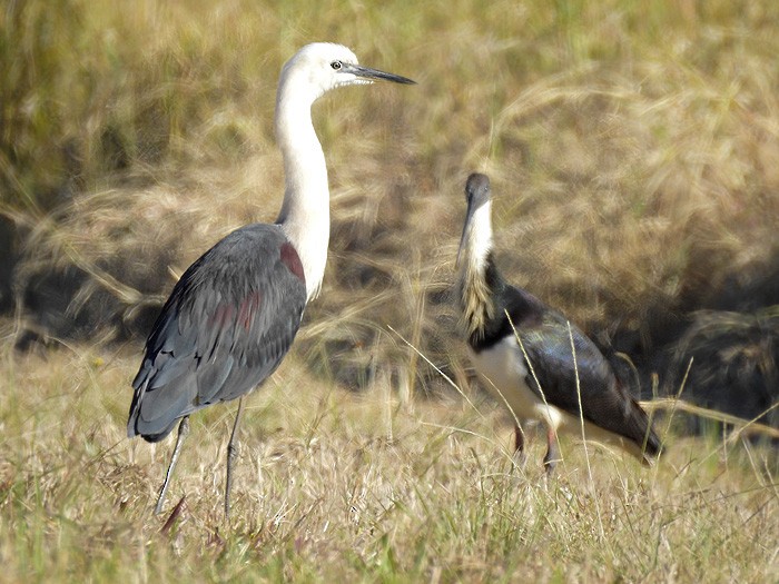 Pacific Heron - ML108123141