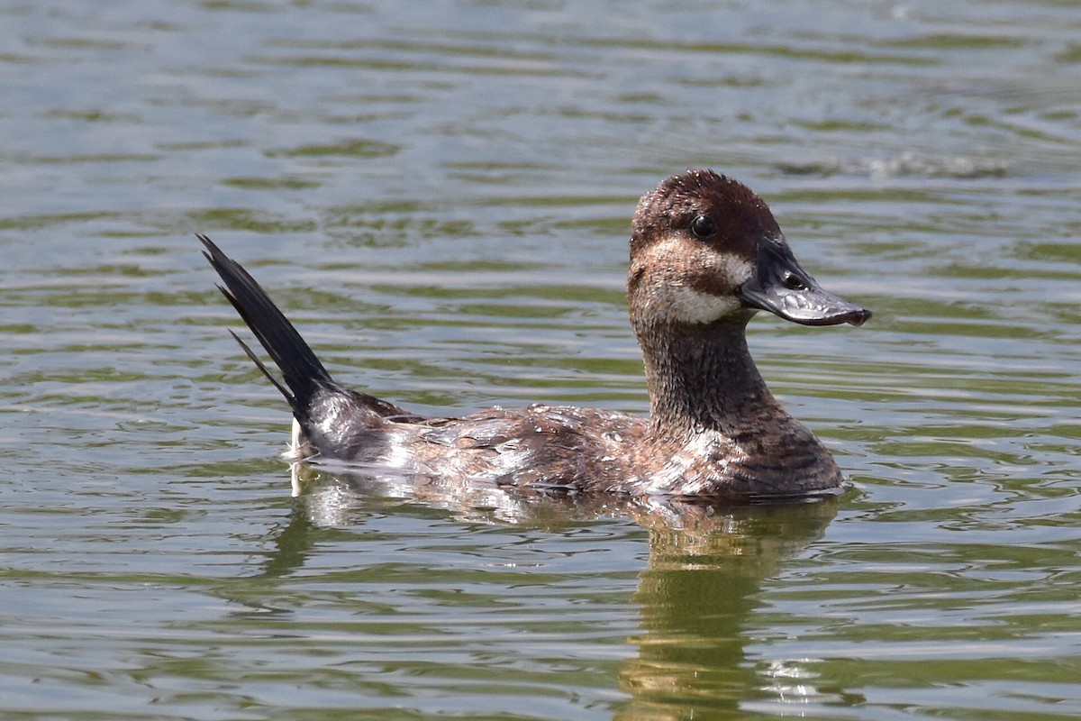 Ruddy Duck - Henry Trombley