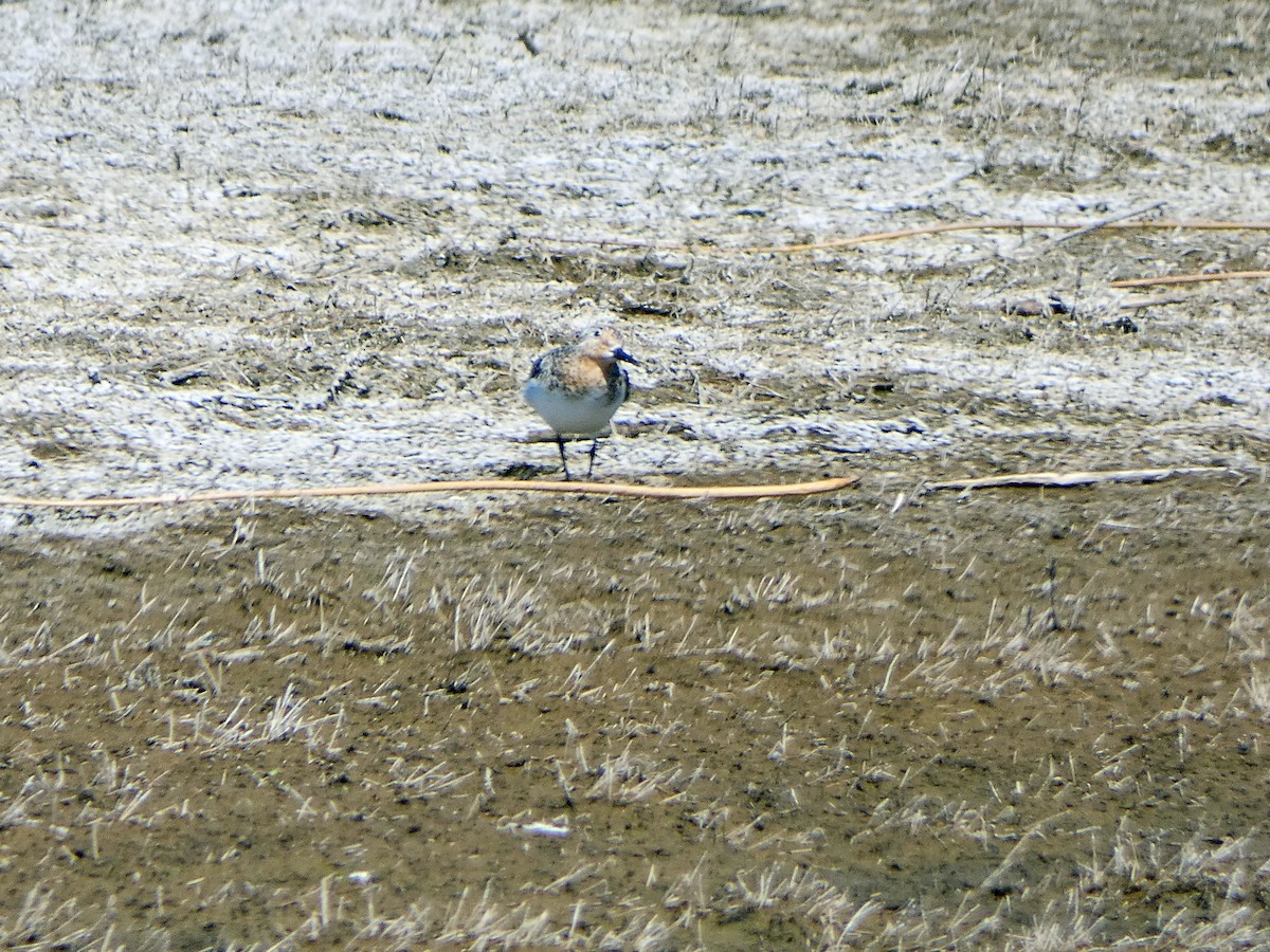 Sanderling - ML108124861