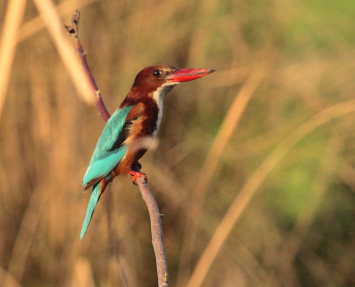 White-throated Kingfisher - ML108127071