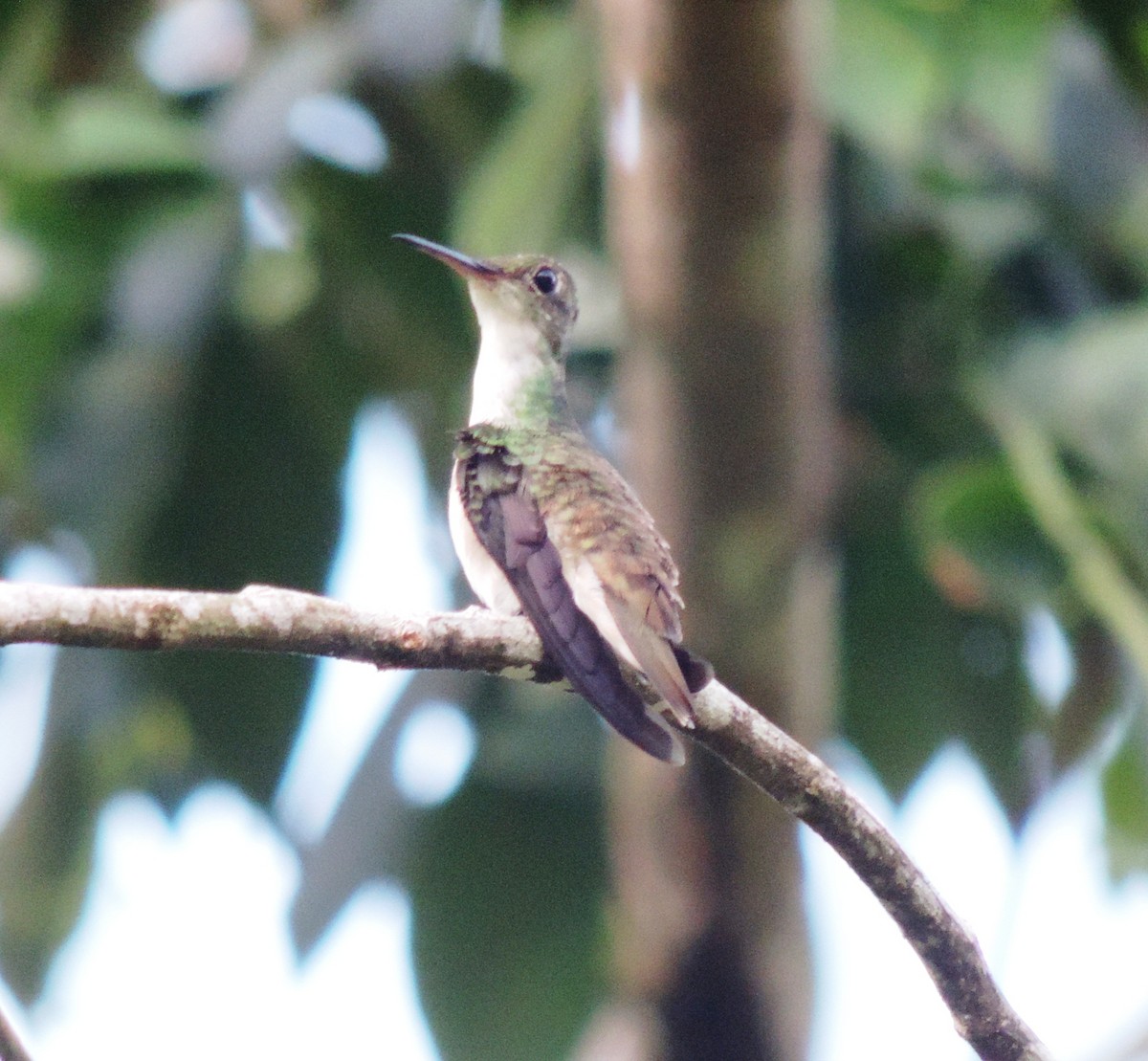 White-bellied Emerald - ML108127411