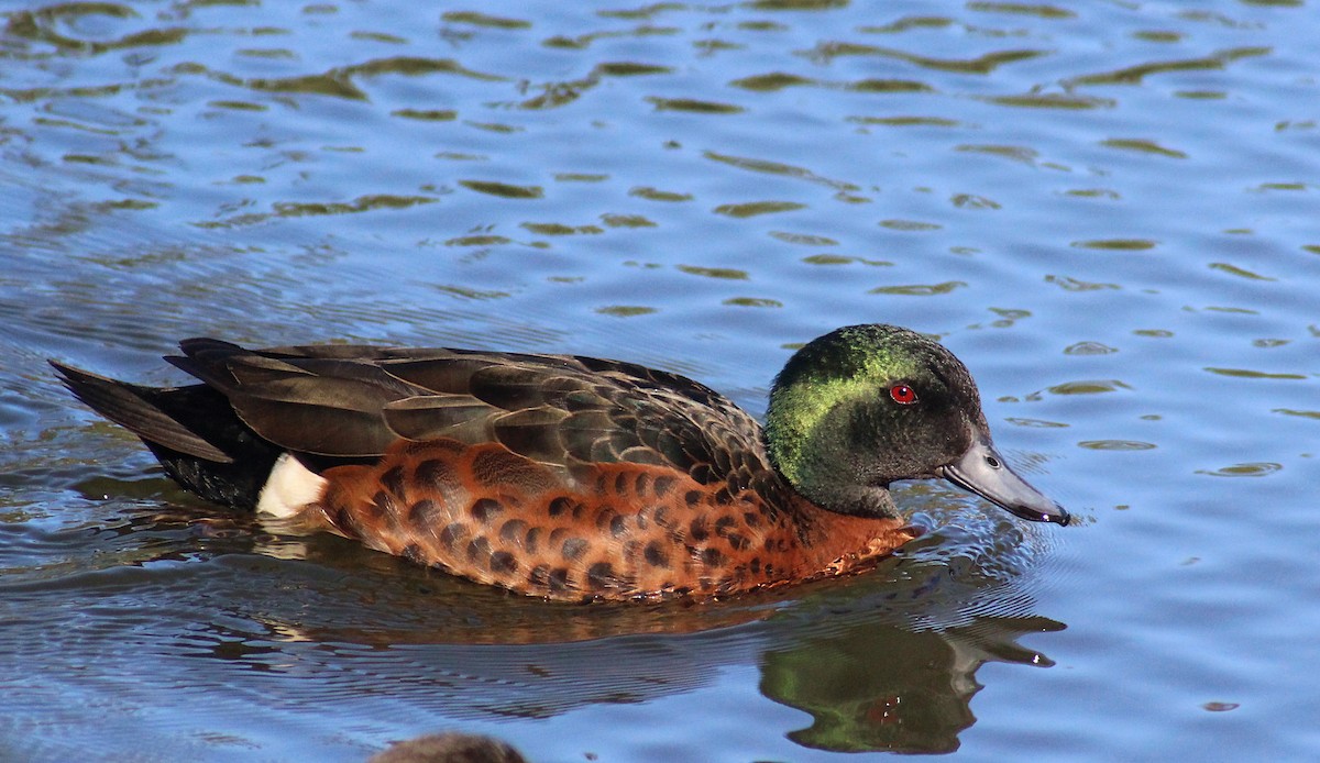 Chestnut Teal - Kent Warner