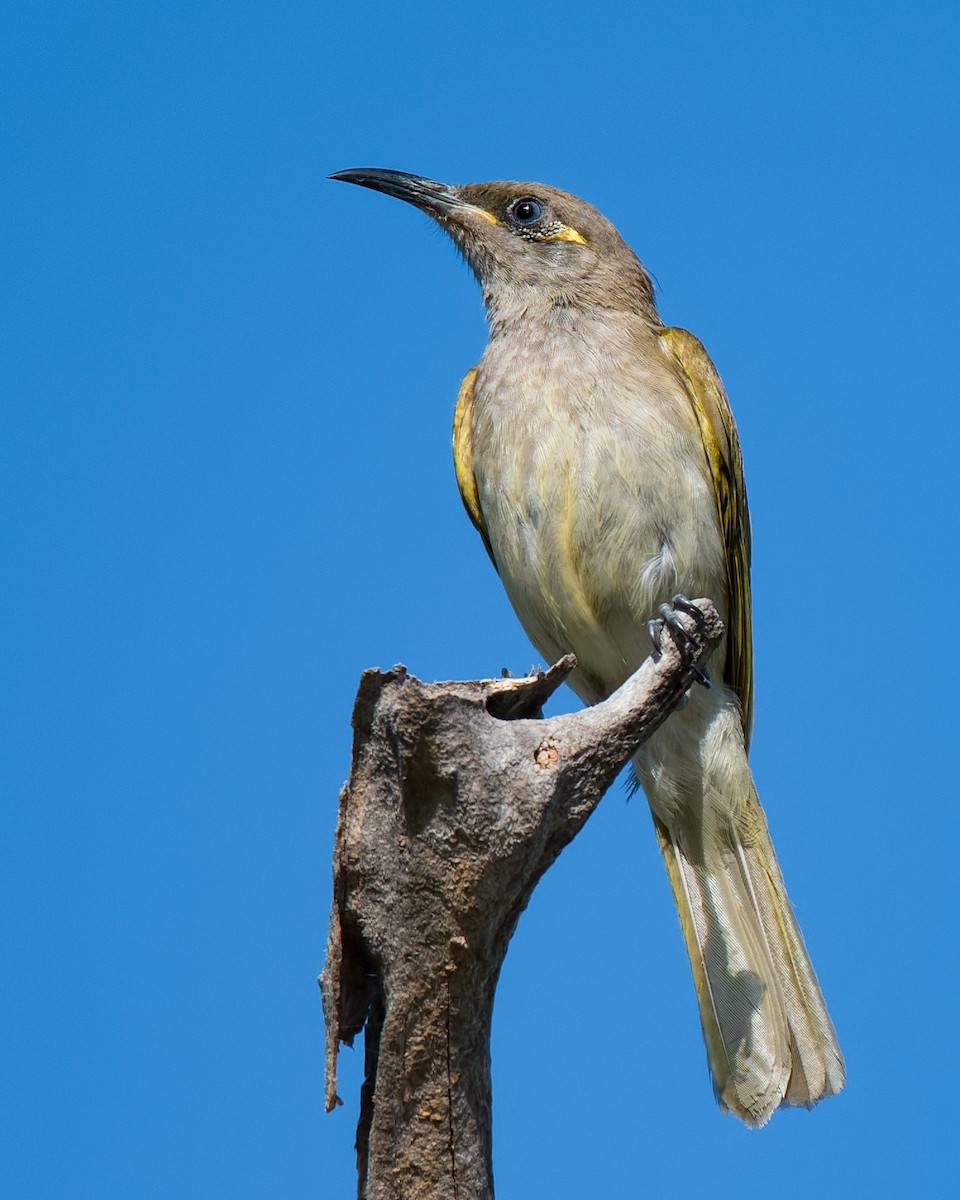 Brown Honeyeater - ML108128611