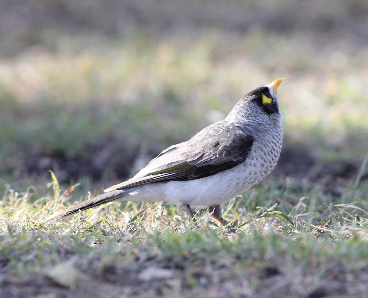 Noisy Miner - ML108130021