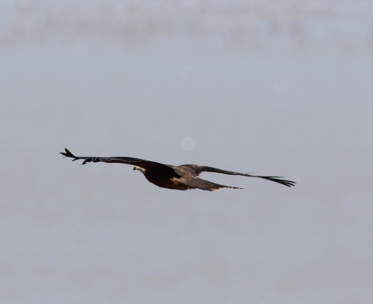 Black Kite - ML108130221