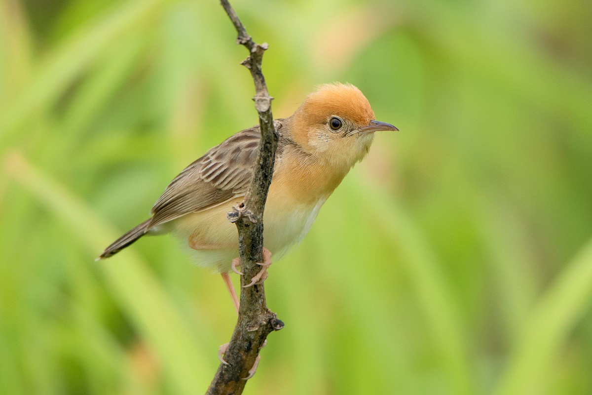 Golden-headed Cisticola - ML108132101